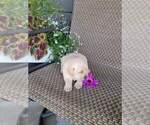 Small #3 Labrador Retriever
