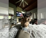 Small #4 Yorkshire Terrier