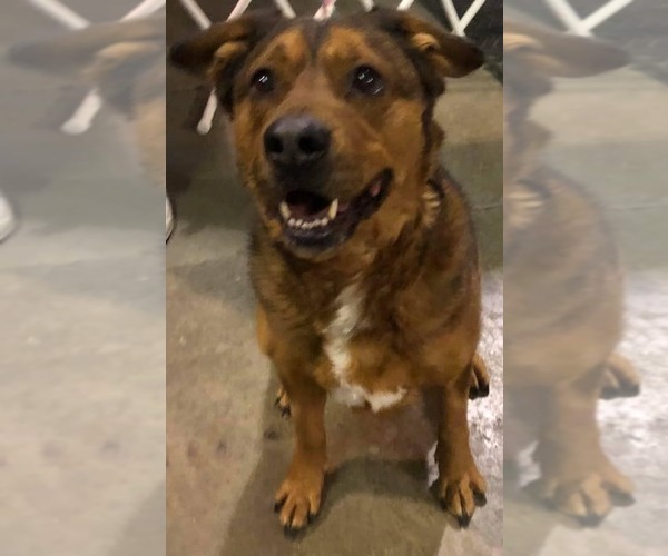 Medium Photo #10 American Staffordshire Terrier Puppy For Sale in Westminster, MD, USA