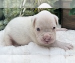 Small #2 Boxer