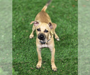 Chihuahua-Unknown Mix Dogs for adoption in Brooklyn Center, MN, USA