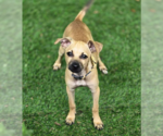 Small Chihuahua Mix