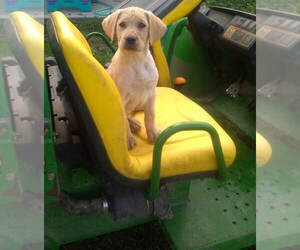 Labrador Retriever Puppy for sale in WEST CONCORD, MN, USA