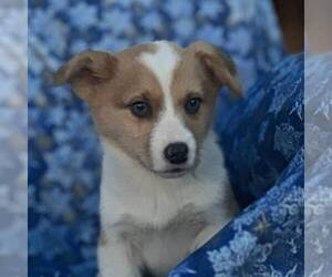 Pembroke Welsh Corgi Puppy for sale in MECHANICSVILLE, MD, USA
