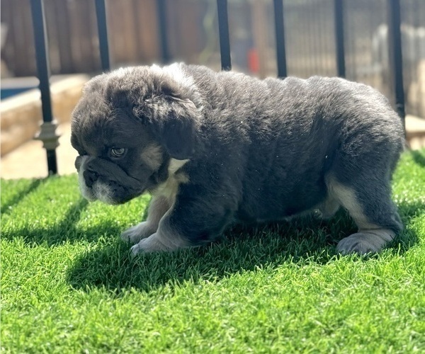 Medium Photo #4 English Bulldog Puppy For Sale in GUILFORD, CT, USA