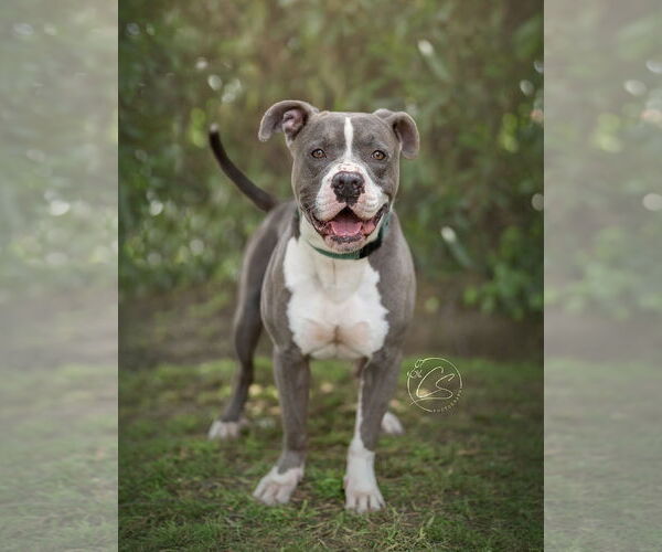 Medium Photo #3 American Pit Bull Terrier-Unknown Mix Puppy For Sale in Marina Del Rey, CA, USA