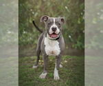 Small #2 American Pit Bull Terrier Mix