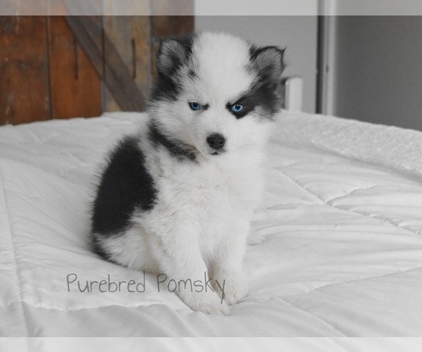 Medium Photo #6 Pomsky Puppy For Sale in KANSAS CITY, MO, USA
