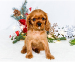 Small Photo #38 Cavalier King Charles Spaniel Puppy For Sale in WAKARUSA, IN, USA