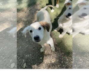 Mutt Dogs for adoption in Tracy City, TN, USA