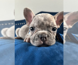 French Bulldog Puppy for sale in KANSAS CITY, MO, USA