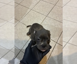 American French Bull Terrier Puppy for sale in NEW ORLEANS, LA, USA