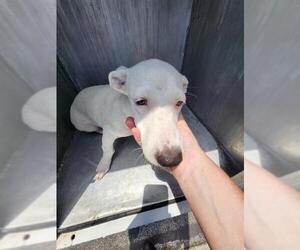 Mutt Dogs for adoption in San Antonio, TX, USA