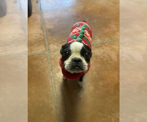 Boston Terrier Dogs for adoption in Bolivar, MO, USA