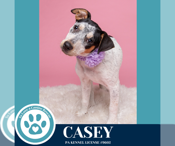 Medium Photo #9 Mutt Puppy For Sale in Kimberton, PA, USA