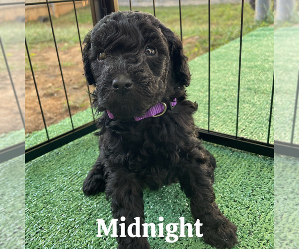 Medium Photo #1 Goldendoodle (Miniature) Puppy For Sale in NASHVILLE, TN, USA