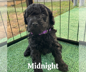 Medium Goldendoodle (Miniature)