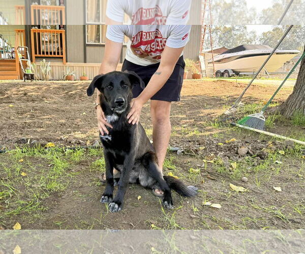 Medium Photo #4 Labrador Retriever-Unknown Mix Puppy For Sale in Clovis, CA, USA