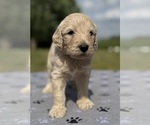 Small Photo #47 Goldendoodle Puppy For Sale in HOWARD CITY, MI, USA