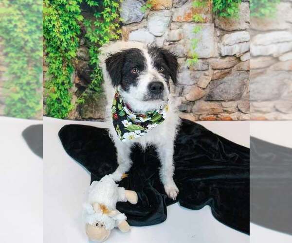 Medium Photo #4 Border Collie-Unknown Mix Puppy For Sale in Kennesaw, GA, USA