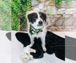 Small #3 Border Collie Mix