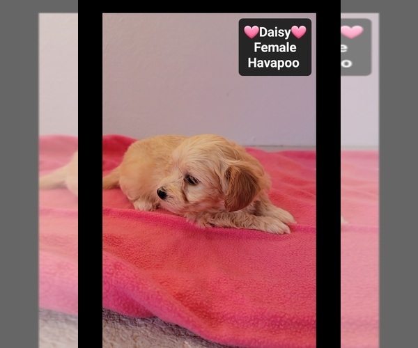 Medium Photo #3 Havapoo Puppy For Sale in TUCSON, AZ, USA