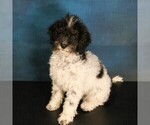 Puppy Little Charlie Bernedoodle (Miniature)