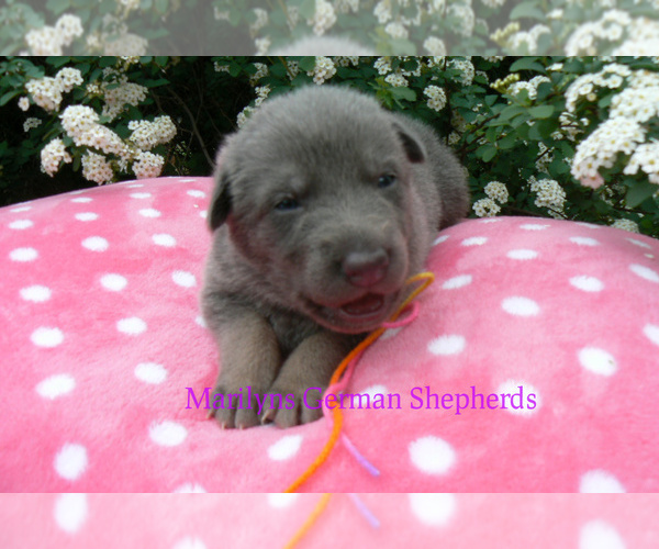 Medium Photo #4 German Shepherd Dog Puppy For Sale in PIEDMONT, MO, USA