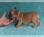 Small Photo #3 French Bulldog Puppy For Sale in ERIAL, NJ, USA