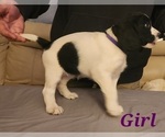 Small Photo #6 English Springer Spaniel Puppy For Sale in LINCOLN, NE, USA