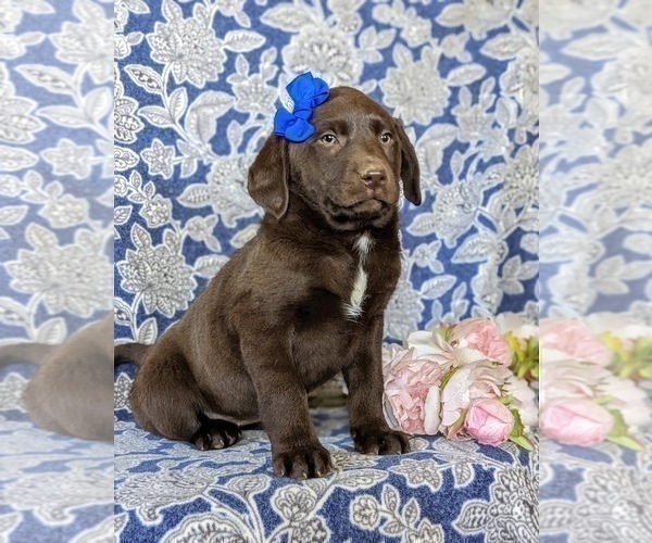 Medium Photo #2 Labrador Retriever Puppy For Sale in NEW FREEDOM, PA, USA