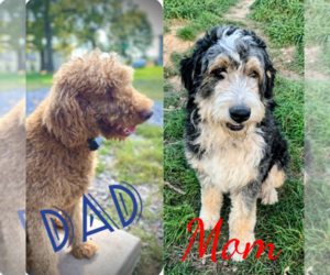 Father of the Bernedoodle puppies born on 10/19/2025
