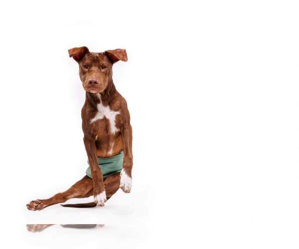 Medium Photo #13 Labrador Retriever-Unknown Mix Puppy For Sale in Holly Springs, NC, USA