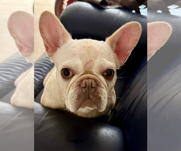 Medium Photo #5 French Bulldog Puppy For Sale in Boca Raton, FL, USA