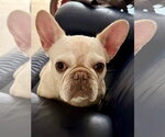 Small #4 French Bulldog