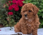 Puppy 2 Cock-A-Poo
