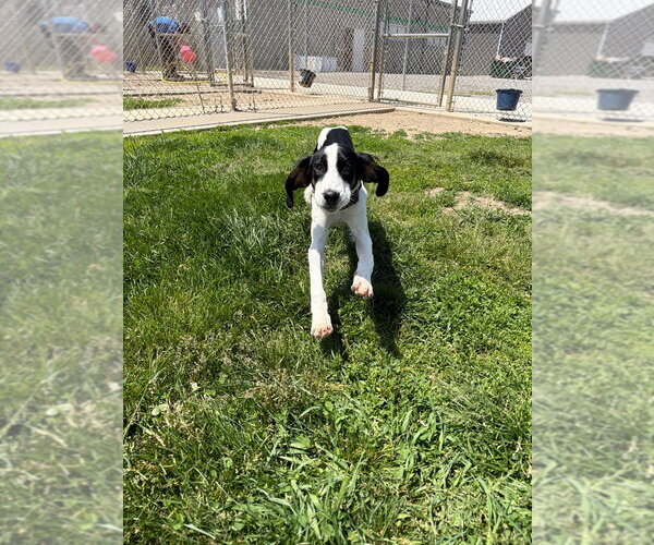 Medium Photo #4 Treeing Walker Coonhound Puppy For Sale in Pierceton , IN, USA