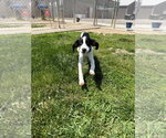 Small #3 Treeing Walker Coonhound