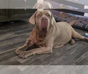 Neapolitan Mastiff Dogs for adoption in Ellisville, MO, USA