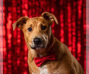 Sheprador Dogs for adoption in Redmond, WA, USA