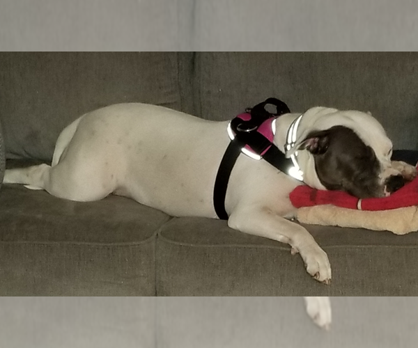 Medium Photo #2 Mutt Puppy For Sale in Princeton, MN, USA