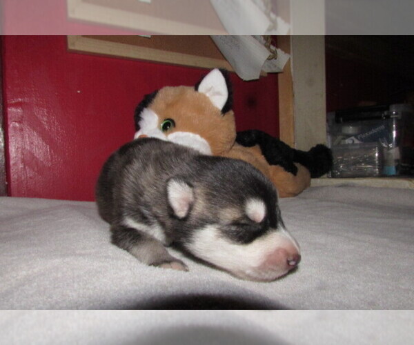 Medium Photo #1 Wolf Hybrid Puppy For Sale in BECKLEY, WV, USA