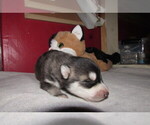 Small Wolf Hybrid