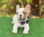 Small #2 French Bulldog