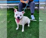Small Photo #2 American Bulldog-Unknown Mix Puppy For Sale in Perth Amboy, NJ, USA