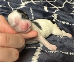 Puppy Ruby Mal-Shi