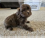 Small #5 ShihPoo