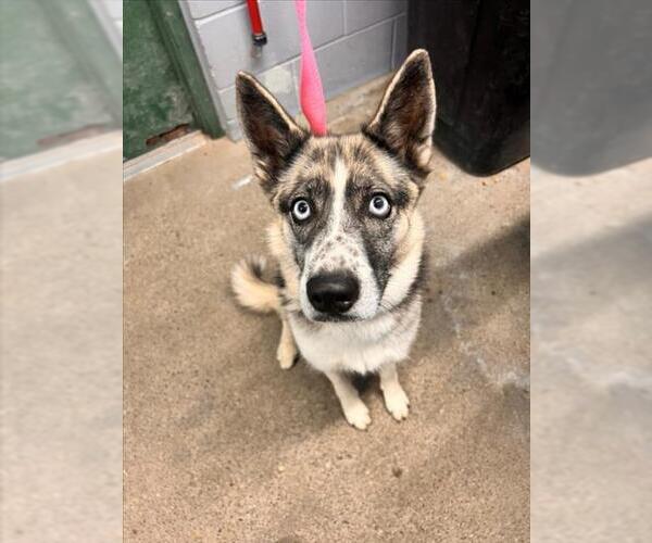 Medium Photo #1 Border Collie-Siberian Husky Mix Puppy For Sale in Woodland, CA, USA