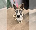 Small Border Collie-Siberian Husky Mix