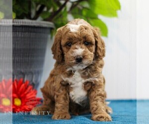 Goldendoodle (Miniature) Puppy for sale in EAST EARL, PA, USA